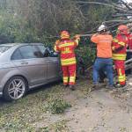Árbol cae sobre 19 calle y 10a. avenida, zona 10 de la ciudad capital. Foto La Hora: Conred.