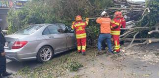 Árbol cae sobre 19 calle y 10a. avenida, zona 10 de la ciudad capital. Foto La Hora: Conred.