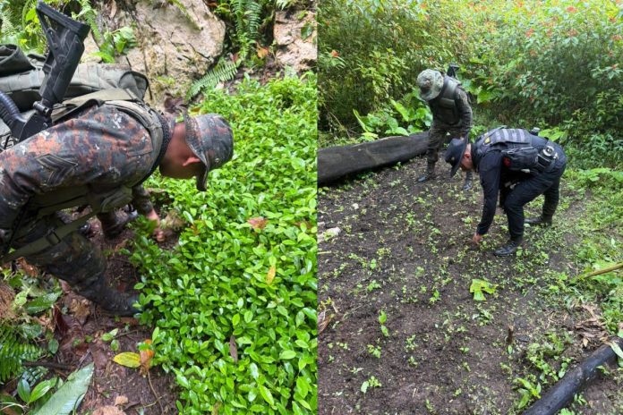 Ejercito y PNC erradican más de 46 mil arbusto de coca durante operativo en Petén.