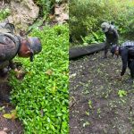 Ejercito y PNC erradican más de 46 mil arbusto de coca durante operativo en Petén.