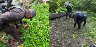 Ejercito y PNC erradican más de 46 mil arbusto de coca durante operativo en Petén.