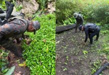 Ejército y PNC erradican más de 46 mil arbustos de coca durante operativo en Petén Ejercito y PNC erradican más de 46 mil arbusto de coca durante operativo en Petén.