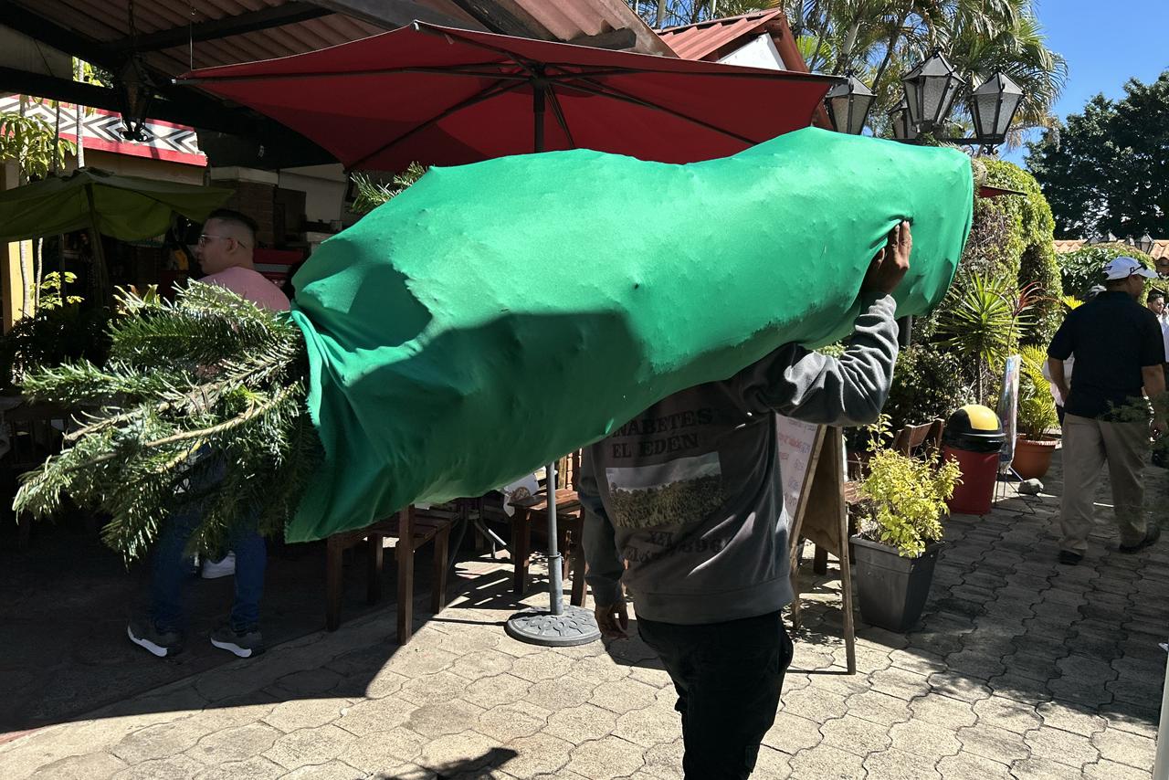 Compradores trasladan los pinabetes para decorar sus hogares