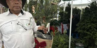 Feria del Pinabete del Inab ha sido inaugurada. Foto La Hora: José Orozco