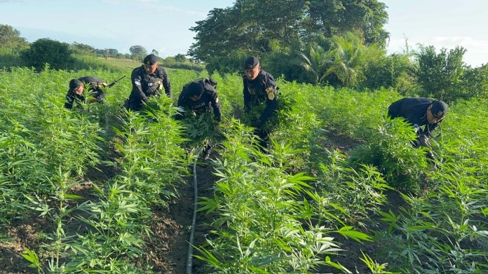 G697cAwWUAAtZw3 (1) PNC erradica plantación de marihuana en Petén valorizada en más de Q58 millones.