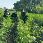 PNC erradica plantación de marihuana en Petén valorizada en más de Q58 millones.