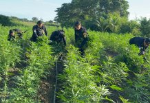 PNC erradica plantación de marihuana en Petén valorizada en más de Q58 millones.