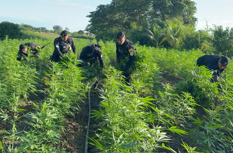 PNC erradica plantación de marihuana en Petén valorizada en más de Q58 millones.
