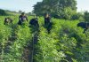 PNC erradica plantación de marihuana en Petén valorizada en más de Q58 millones.
