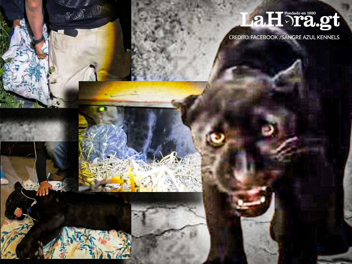 Video: Así fue el rescate del jaguar melánico desaparecido en San Juan Sacatepéquez