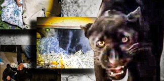 Así fue el momento donde rescataron al jaguar melánico desapareció en San Juan Sacatepéquez Foto: Facebook Sangre Azul Kennels
