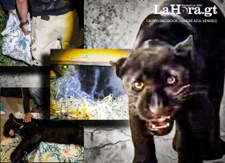 Así fue el momento donde rescataron al jaguar melánico desapareció en San Juan Sacatepéquez Foto: Facebook Sangre Azul Kennels