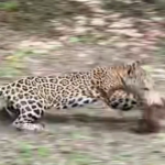 Un jaguar atacó a una manada de pizotes en el Parque Nacional Tikal, frente a un grupo de turistas que visitaban el lugar. Foto La Hora: Captura de Pantalla