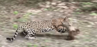 Un jaguar atacó a una manada de pizotes en el Parque Nacional Tikal, frente a un grupo de turistas que visitaban el lugar. Foto La Hora: Captura de Pantalla