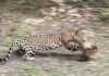VIDEO: Jaguar ataca a pizote frente a turistas en Parque Nacional Tikal Un jaguar atacó a una manada de pizotes en el Parque Nacional Tikal, frente a un grupo de turistas que visitaban el lugar. Foto La Hora: Captura de Pantalla