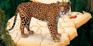 Jaguar endémico de Guatemala. Arte La Hora: Alejandro Ramírez