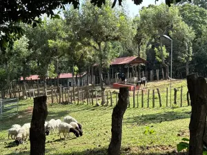 MP confirma que dentro de finca vinculada a Giammattei habían animales de granja
