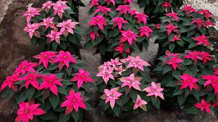 San Miguel Dueñas, tierra de pascuas y el mayor productor desde hace 45 años. Foto La Hora: Juan Palencia San Miguel Dueñas, tierra de pascuas y el mayor productor desde hace 45 años. Foto La Hora: Juan Palencia