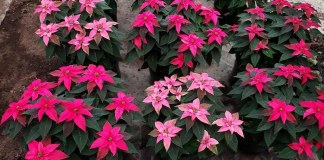 San Miguel Dueñas, tierra de pascuas y el mayor productor desde hace 45 años. Foto La Hora: Juan Palencia