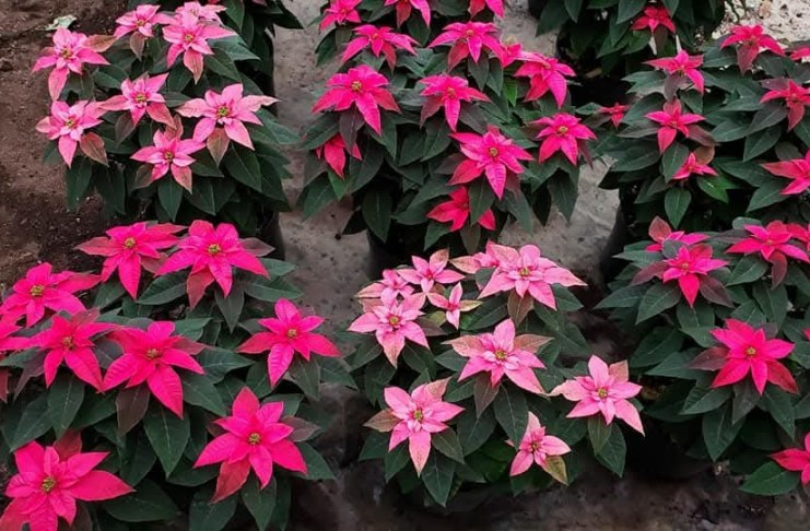 San Miguel Dueñas, tierra de pascuas y el mayor productor desde hace 45 años. Foto La Hora: Juan Palencia