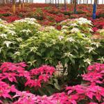 Festival de las Pascuas en San Miguel Dueñas. Foto La Hora: Cortesía