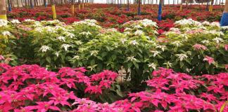 Festival de las Pascuas en San Miguel Dueñas. Foto La Hora: Cortesía