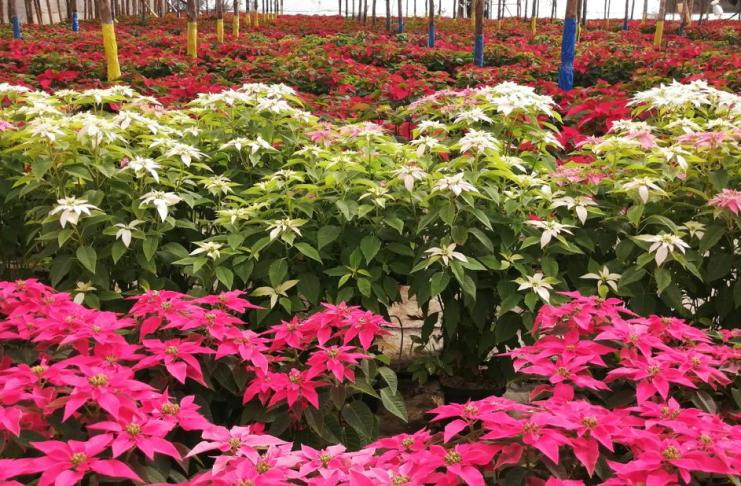 Festival de las Pascuas en San Miguel Dueñas. Foto La Hora: Cortesía