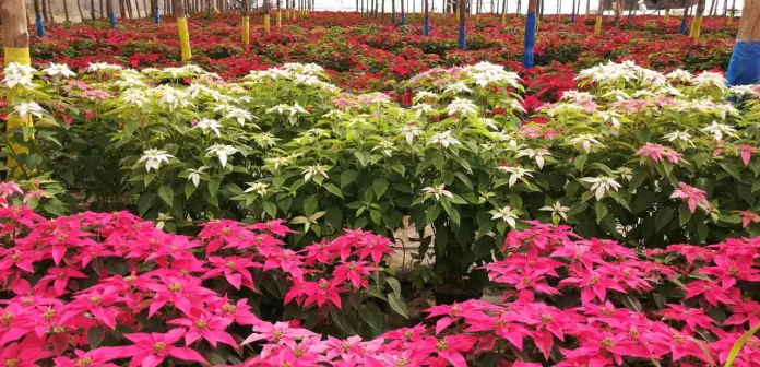 Festival de las Pascuas en San Miguel Dueñas Festival de las Pascuas en San Miguel Dueñas. Foto La Hora: Cortesía