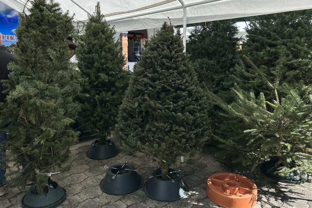 Pinabetes a la venta en la Feria del Pinabete. Foto La Hora: José Orozco