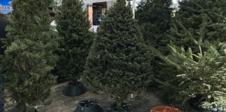 El Pinabete suele usarse en la fista de fin de año. Foto La Hora: José Orozco