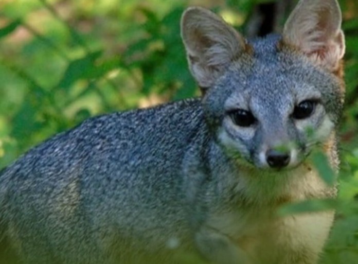 Familia de zorros grises. Foto La Hora: RR.SS.