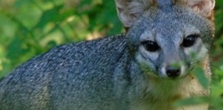 Familia de zorros grises. Foto La Hora: RR.SS.