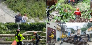 Fuertes vientos reportados en el país dejan diversos casos de árboles caídos.