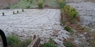 MAGA emite recomendaciones ante riesgo de perdida de hortalizas por heladas en el país.