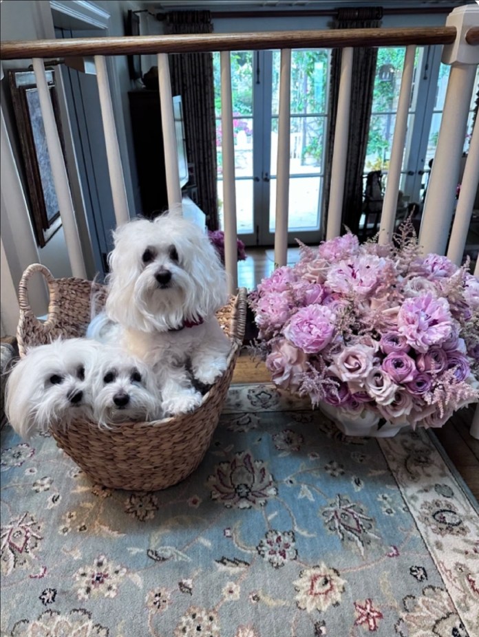 Perros de Barbra Streisand, de los cuales dos fueron clonados. Foto La Hora: Redes Sociales