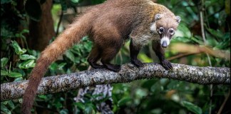 ¿Qué son los pizotes? Animal que fue atacado por un jaguar en el Parque Nacional Tikal.