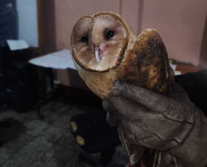 lechuza Bomberos Voluntarios reportaron el rescate de una lechuza en Totonicapán.