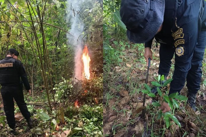 Agentes antinarcóticos de la PNC incineraron las plantas de coca en una zona montañosa de San Luis, Petén. Foto La Hora: PNC