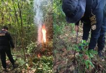 PNC destruye más de 17 mil arbustos de coca valorados en Q177 mil Agentes antinarcóticos de la PNC incineraron las plantas de coca en una zona montañosa de San Luis, Petén. Foto La Hora: PNC