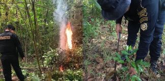 Agentes antinarcóticos de la PNC incineraron las plantas de coca en una zona montañosa de San Luis, Petén. Foto La Hora: PNC