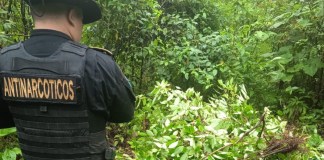 Más de 11 mil arbustos de coca son incinerados en operativo antidrogas en Petén PNC