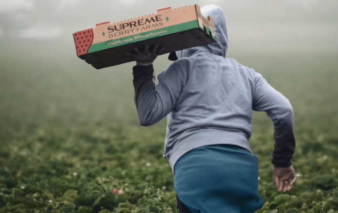 Banguat explica los posibles efectos del impuesto del 1% a las remesas familiares