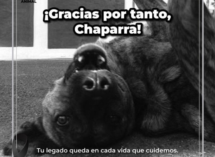 “La Chaparra”, una de las perritas más queridas. Foto La Hora: MuniGuate.