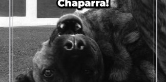 “La Chaparra”, una de las perritas más queridas. Foto La Hora: MuniGuate.