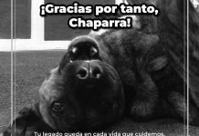 Fallece “La Chaparra”, miembro emblemático de la UBA de la MuniGuate “La Chaparra”, una de las perritas más queridas. Foto La Hora: MuniGuate.