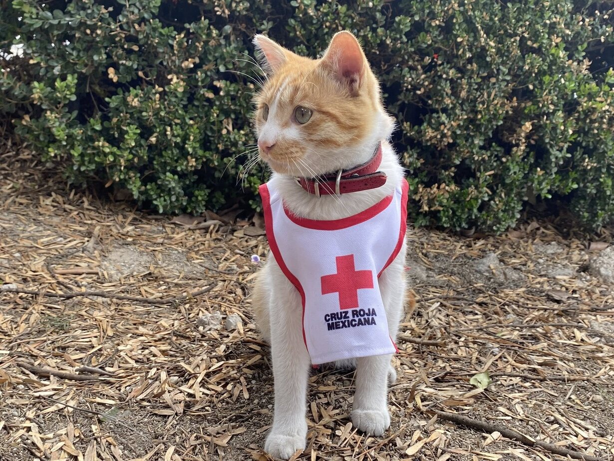 Fallece “Cruzberto”, el gato voluntario de la Cruz Roja Toluca