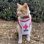 "Cruzberto" el gatito que había formado parte como voluntario de la Cruz Roja de Toluca falleció debido a un accidente de tránsito.