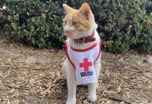 "Cruzberto" el gatito que había formado parte como voluntario de la Cruz Roja de Toluca falleció debido a un accidente de tránsito.