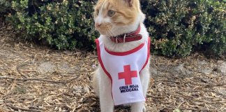 "Cruzberto" el gatito que había formado parte como voluntario de la Cruz Roja de Toluca falleció debido a un accidente de tránsito.