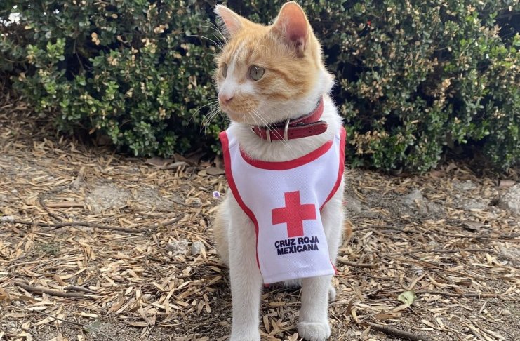 "Cruzberto" el gatito que había formado parte como voluntario de la Cruz Roja de Toluca falleció debido a un accidente de tránsito.